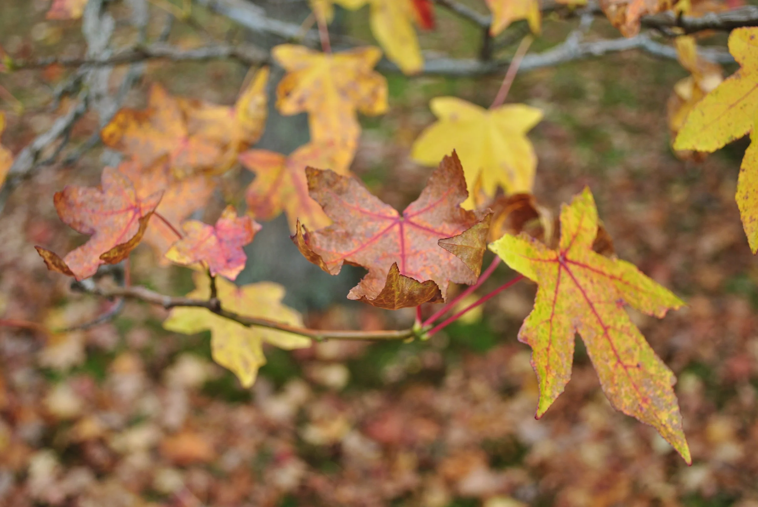 Entrevista com o Dr. Christian Brutten