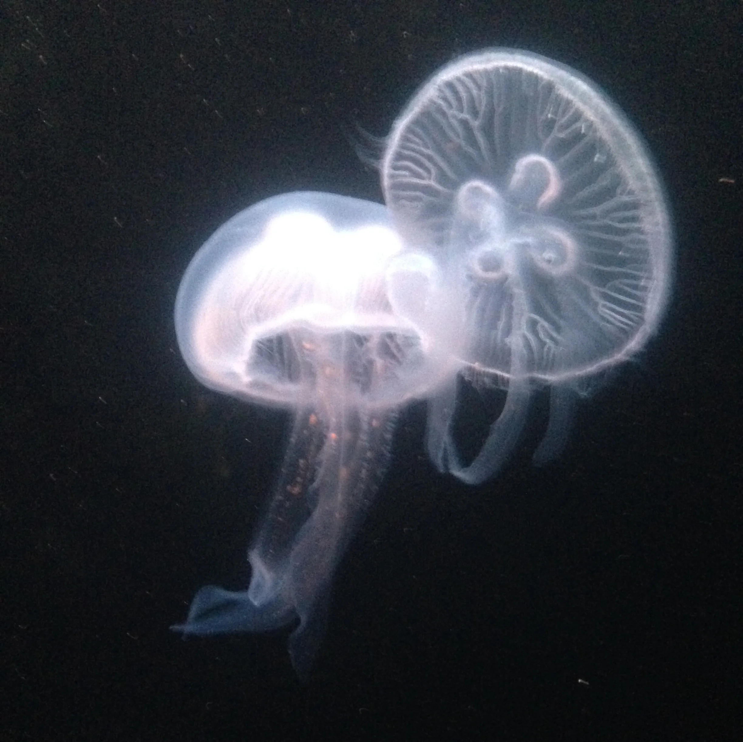 Independência entre Estados