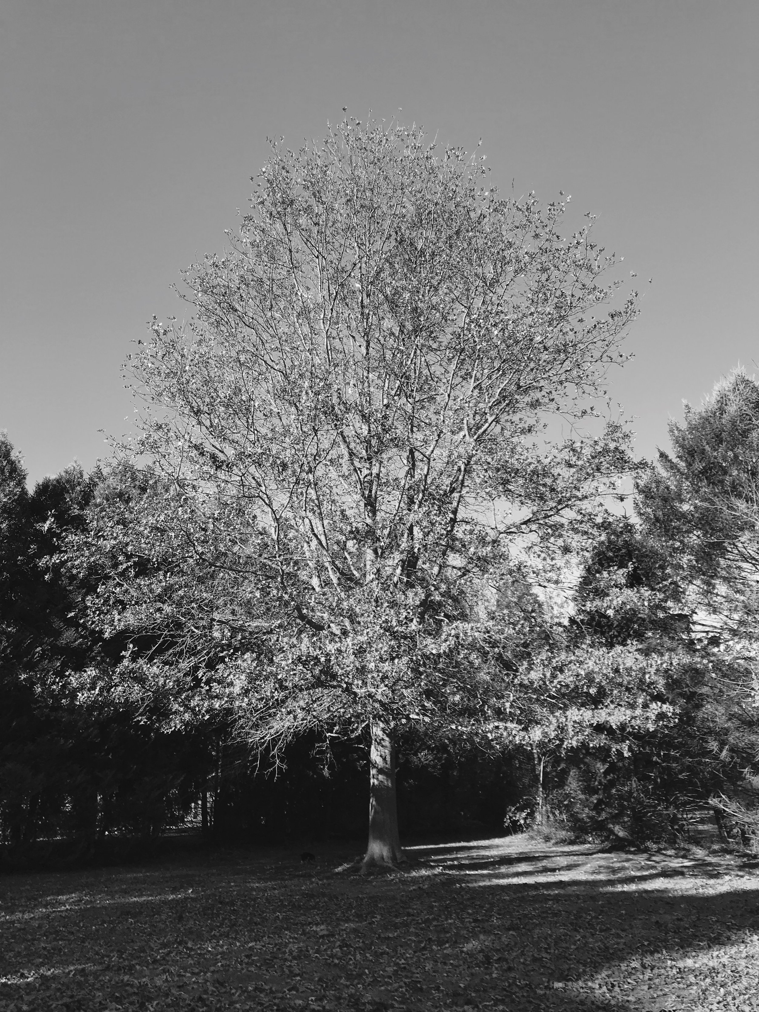 O trabalho como Dental Assistant