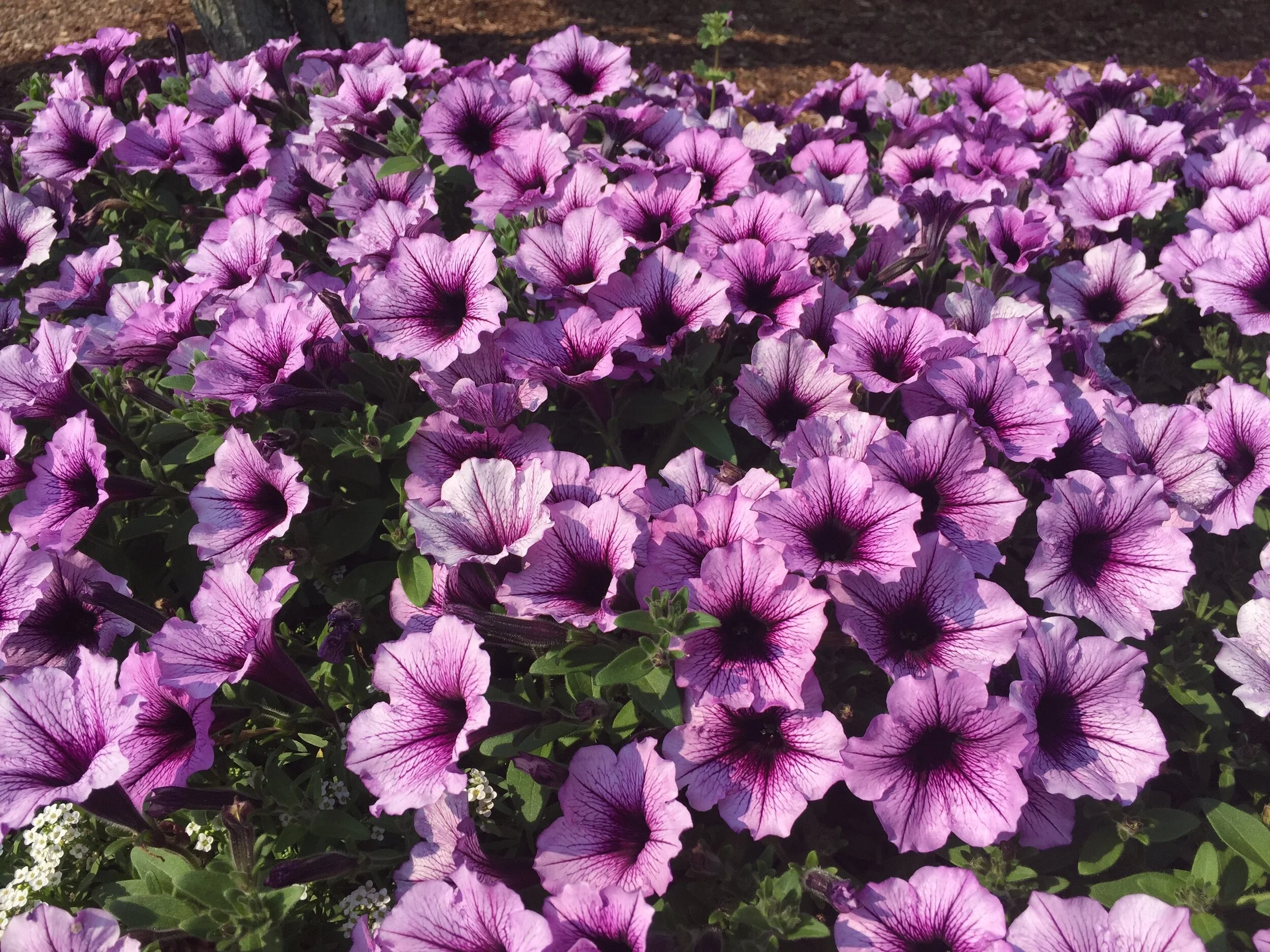 Orientação vinda de cima