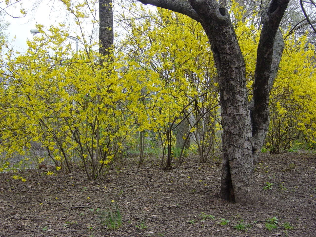 Dentista Generalista