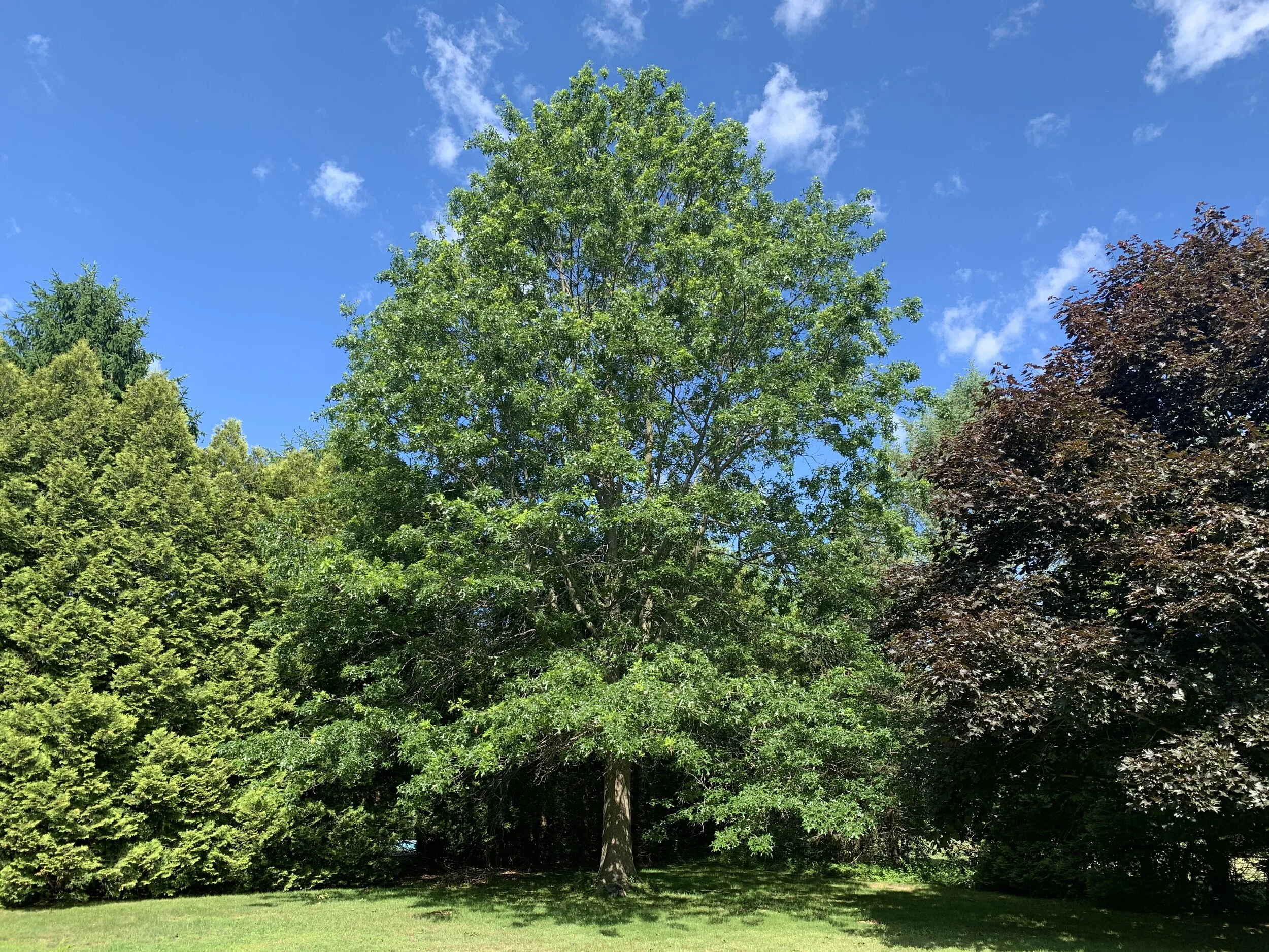 Autenticidade parte II