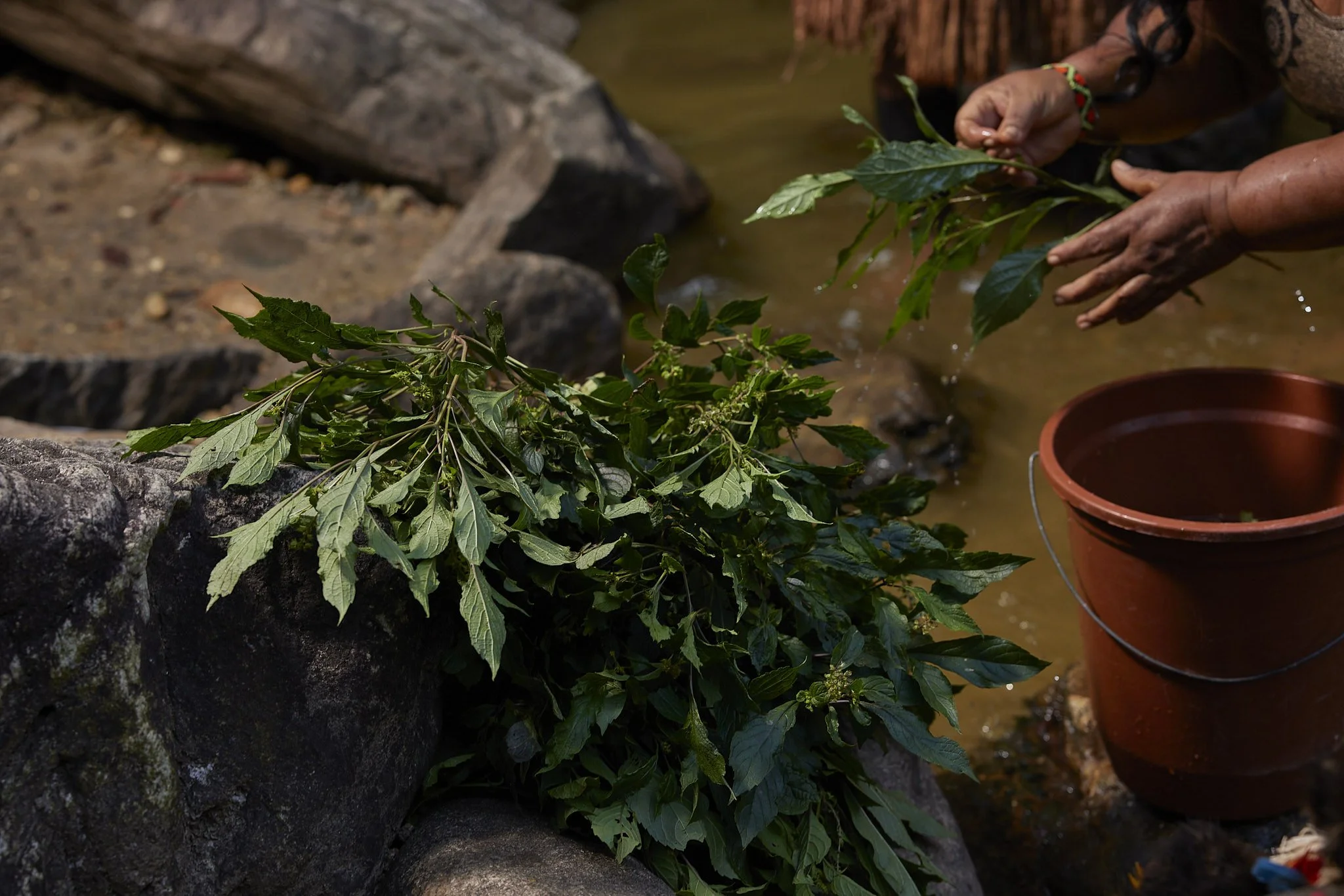 Immersion in the Forest