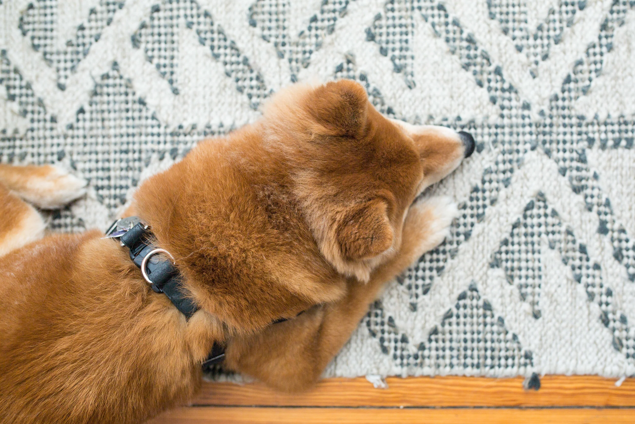 Chip, Hanna's pup was supervising the styling session and managed to pull focus the whole time. Such a sweet little guy!
