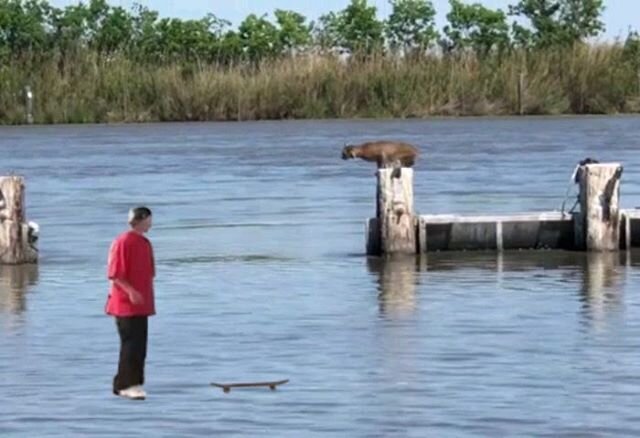 #yeahright #bobcat #sendit
.
#aftereffects #editing #masking #wasteoftime