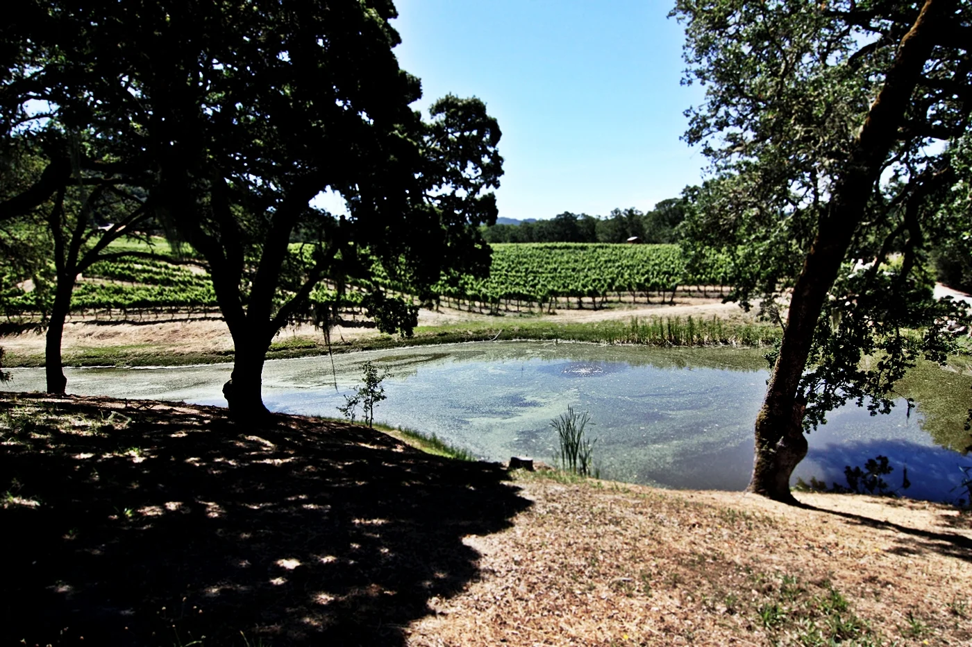 Kitchen in Season_Medlock Ames_2.JPG