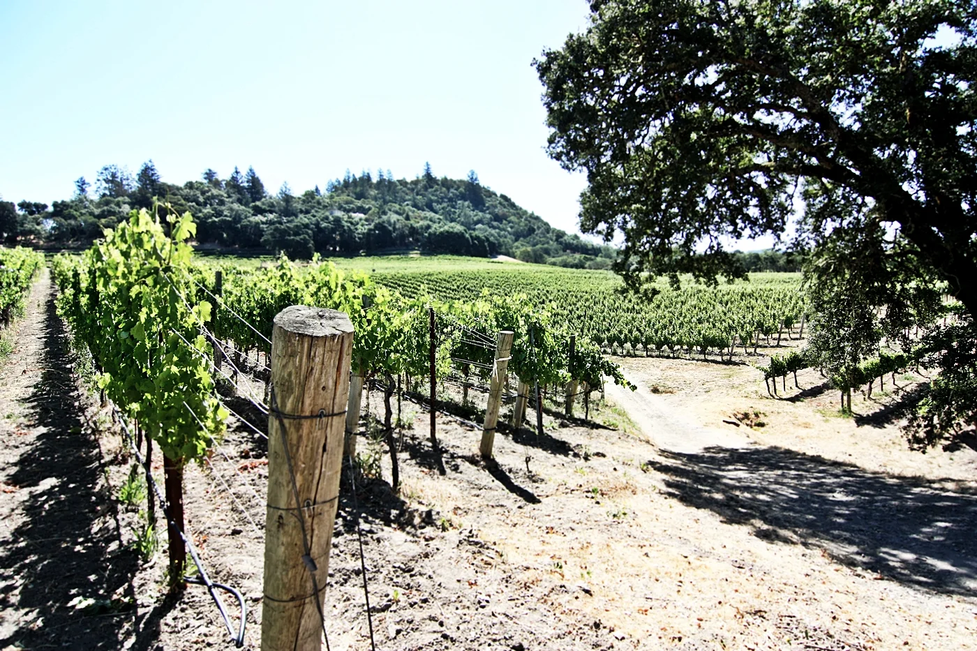 Kitchen in Season_Medlock Ames_19.JPG