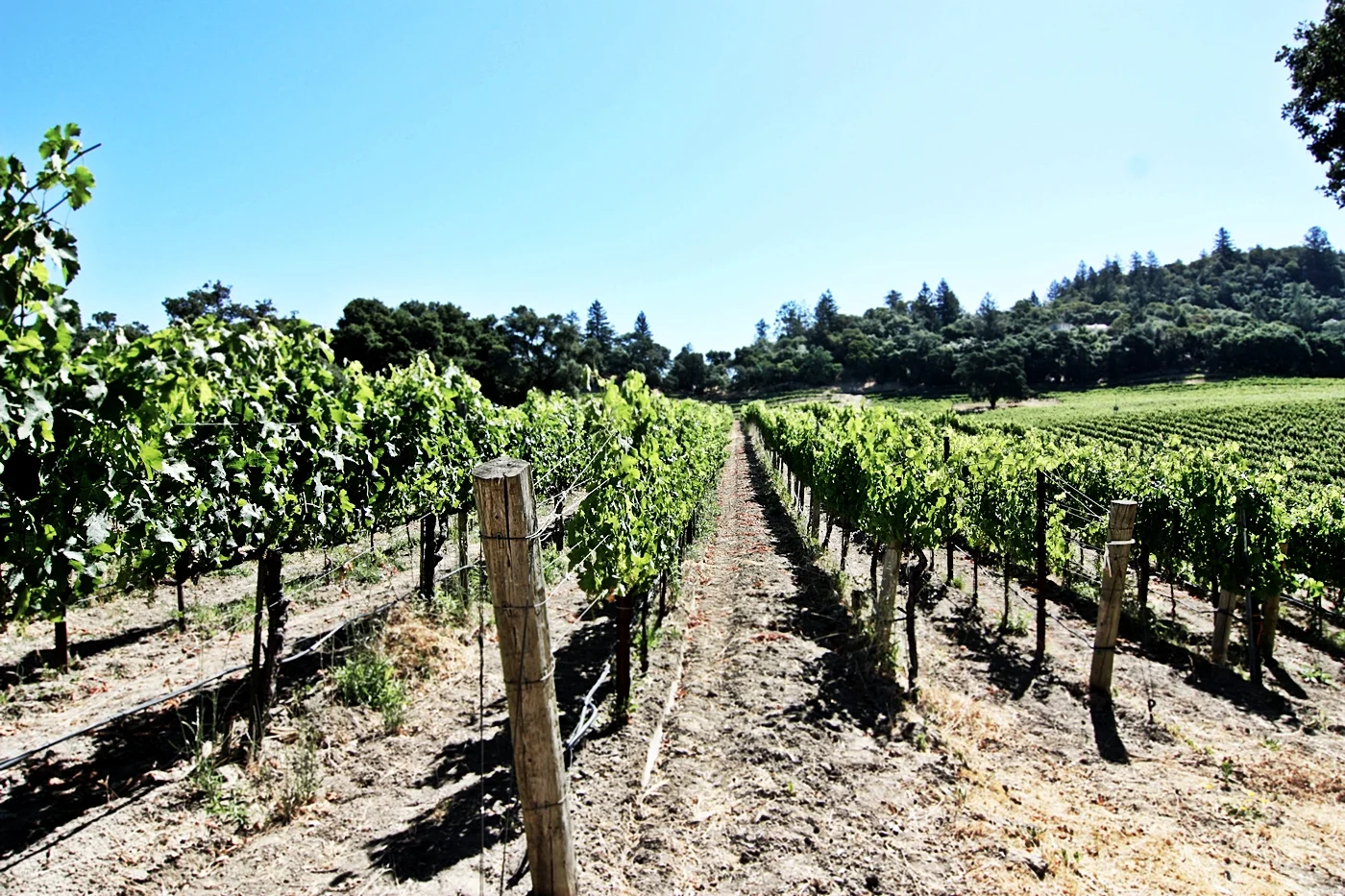 Kitchen in Season_Medlock Ames_20.JPG