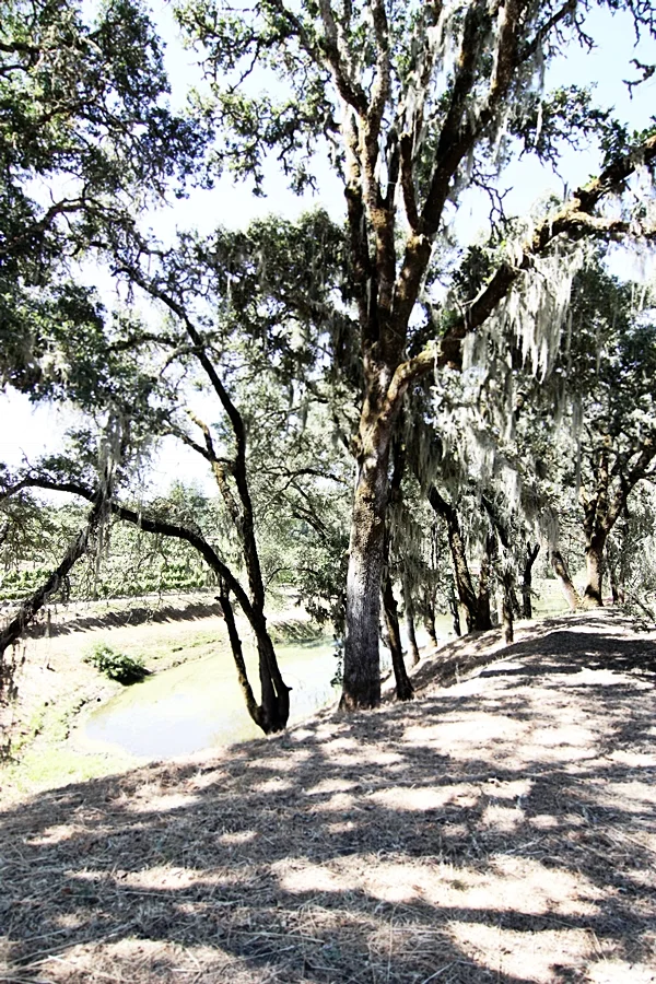 Kitchen in Season_Medlock Ames_23.JPG