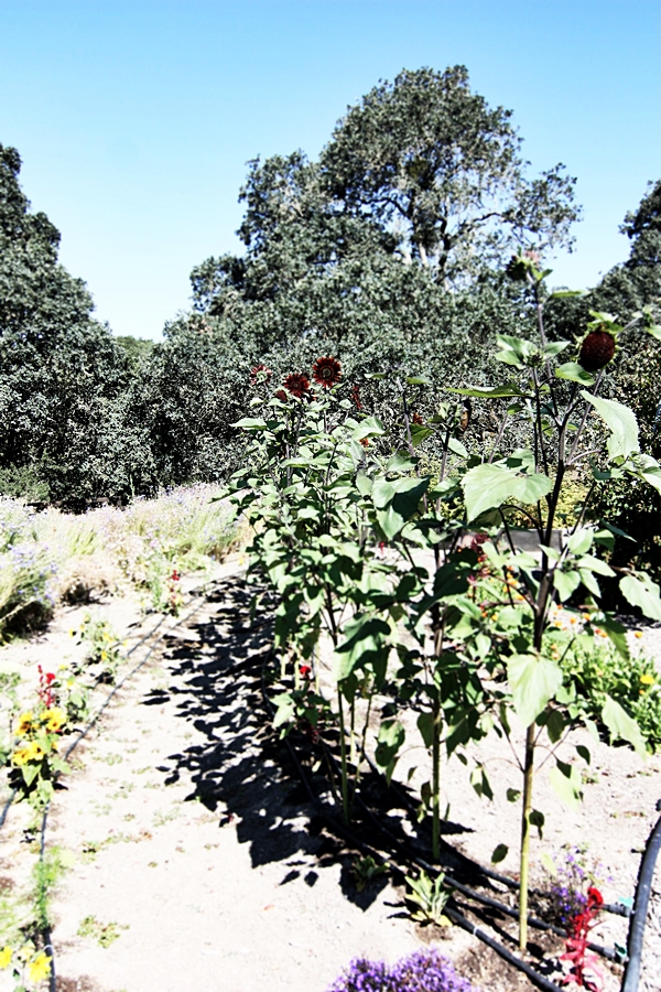 Kitchen in Season_Medlock Ames_24.JPG