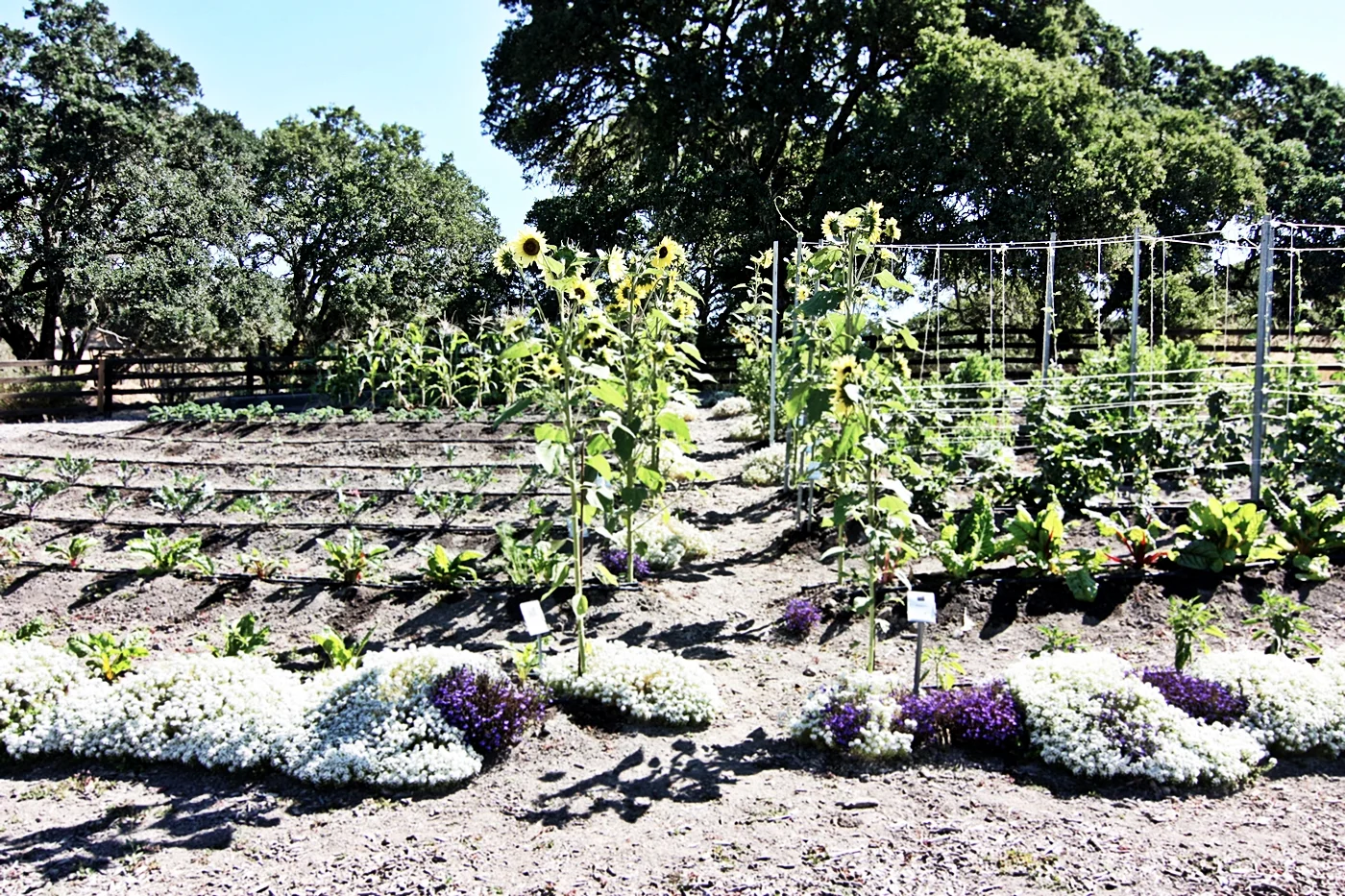 Kitchen in Season_Medlock Ames_26.JPG