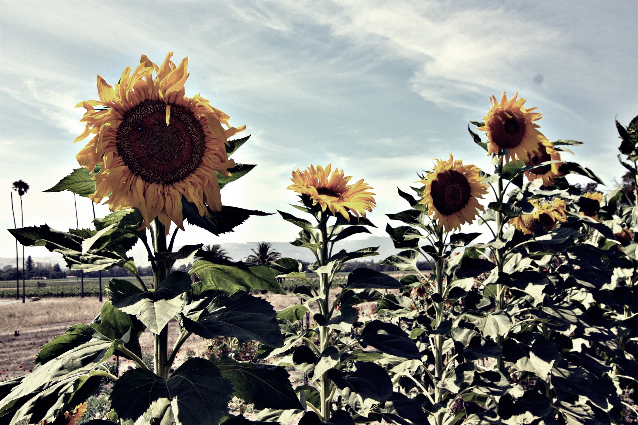 Kitchen In Season_Scribe WineryIMG_7732 2015-08-27 00 47 39.JPG
