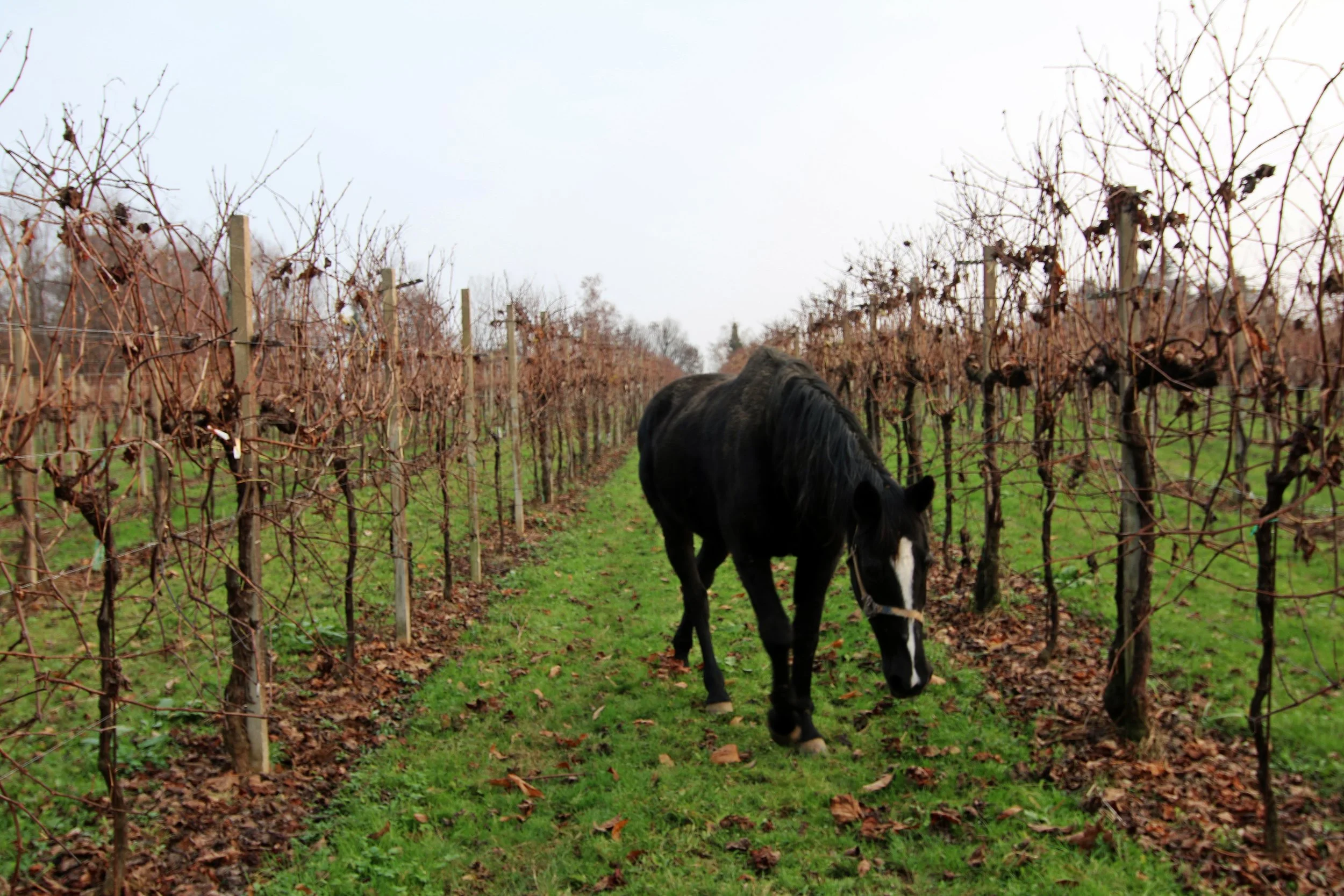 Le Colture_2016IMG_7326 2016-12-02 08 36 48.JPG