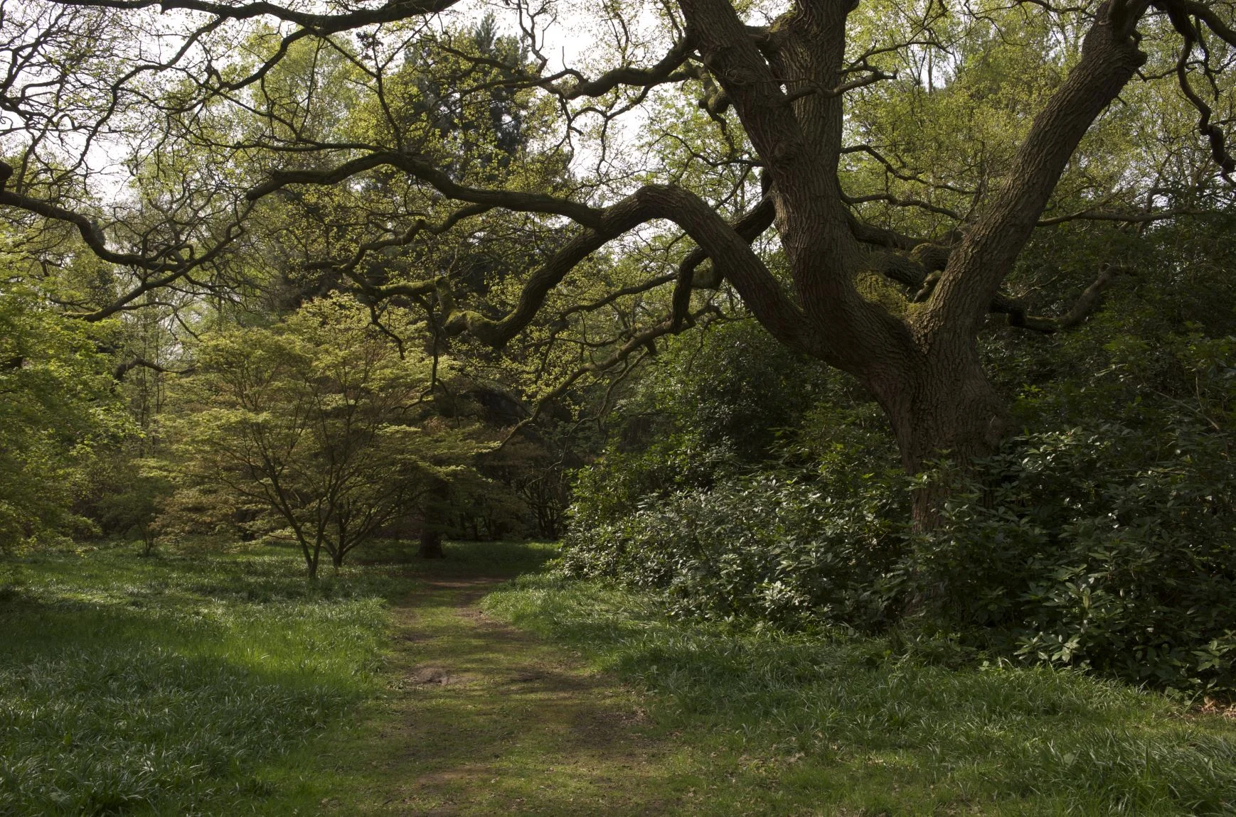 Woodland.jpg