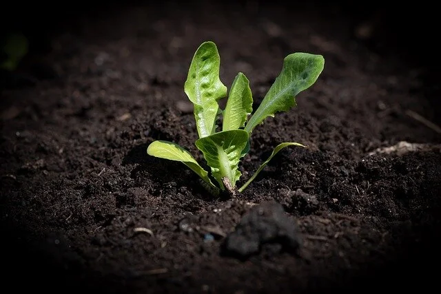 lettuce-seedling-4142173_640.jpg