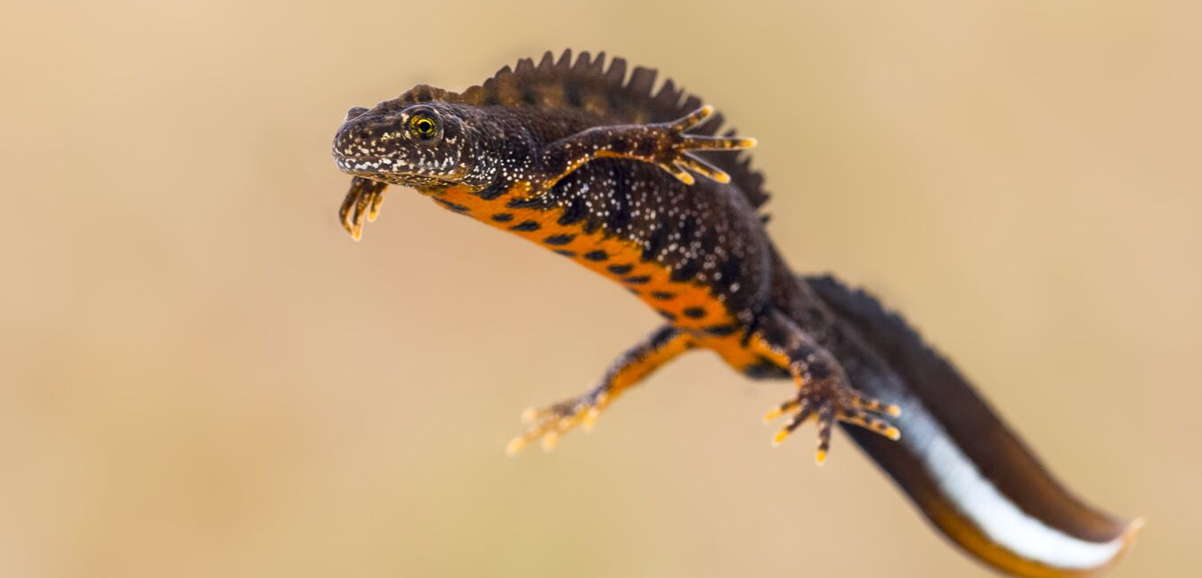 Newt 4.png