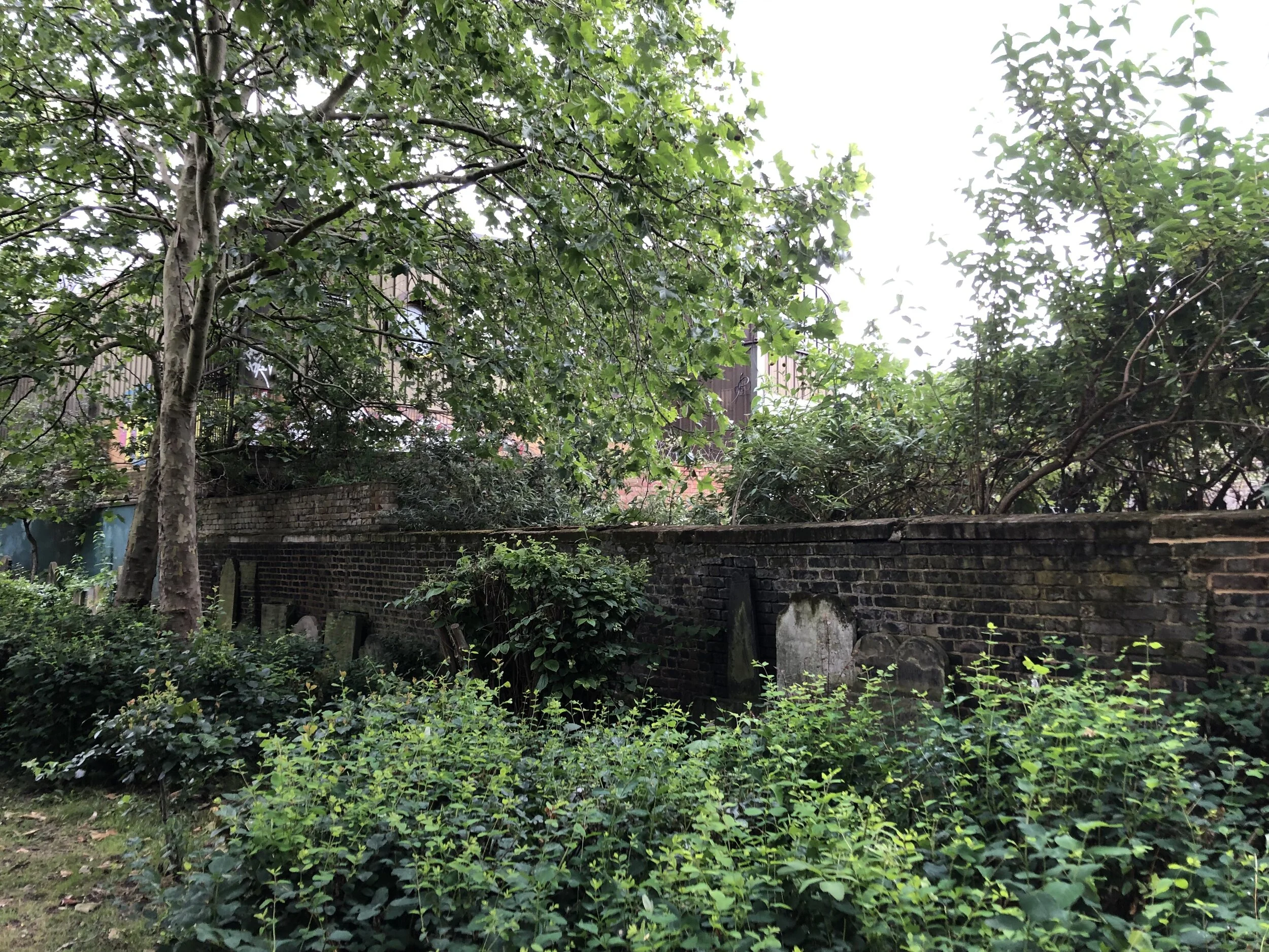 Arboricultural &amp; Ecological Surveys for New Development - Old Paradise St, Lambeth