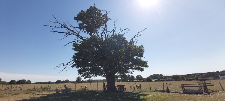 A photo of a veteran tree in a field with sheep grazing around it.