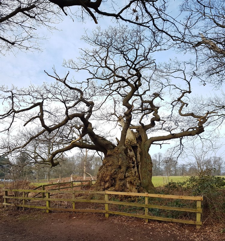 A photo of Old Man of Calke a true ancient tree in a field with a wooden fence around it.