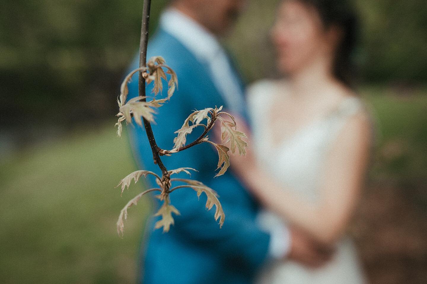 When you tell me your love of oaks, I will treat them as much a part of your wedding as a beloved guest. 

What an exceptionally genuine + joyous wedding weekend! 

More to come . . 🌱🌱🌱

@evanqg 
@mountain_springs_cabins