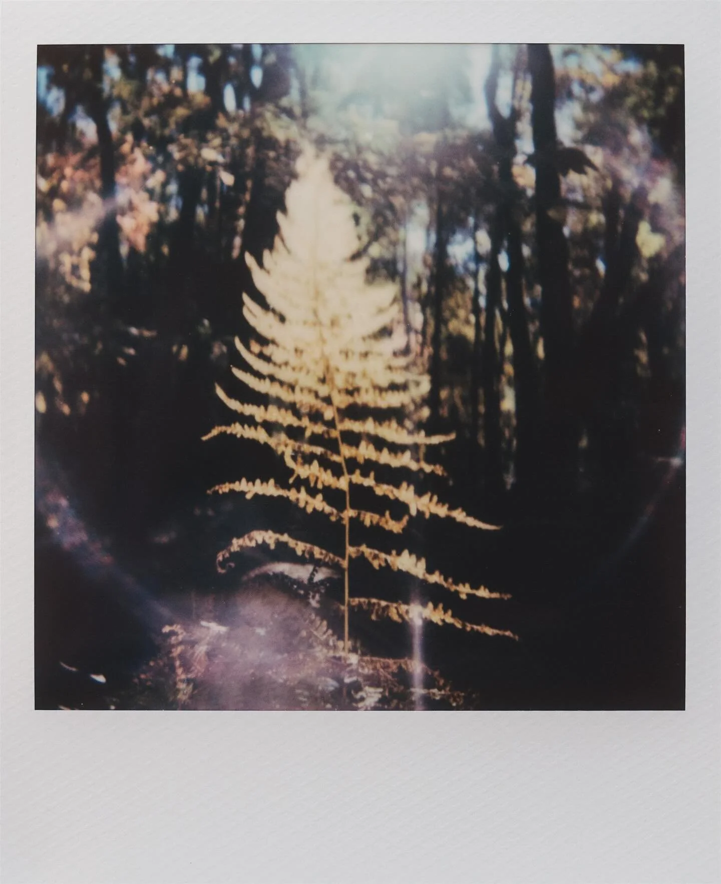 Dream logic. A sense of expanded reality. Reassurance that on the scale of known and unknown, the balance is always tipping towards the unknown. For part of me, this evokes terror, for another part, freedom.
I’ve wasted too much time in the re