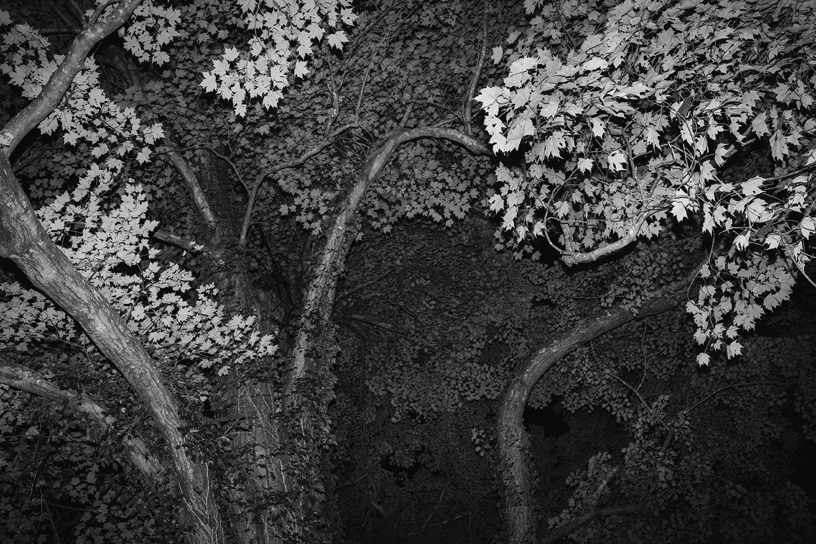 the_night_tree.jpg