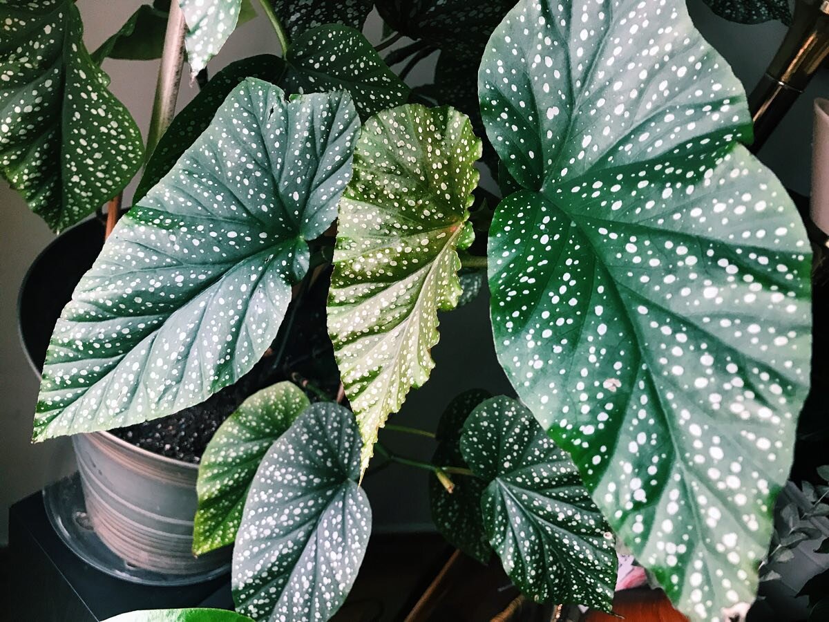 #FoliageFriday featuring one of my new favorite types of plants, the speckled/Angel wing (or polka dot) Begonia!  I received this baby from my aunt, and it&rsquo;s growing gorgeously in its new sunny spot by the window. That new healthy growth &mdash
