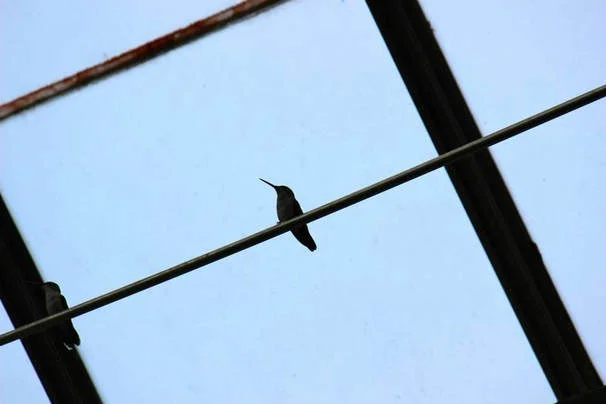 a bird's life, kula collective blog post