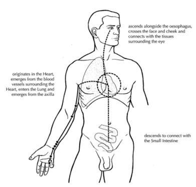 organ functioning, fire element