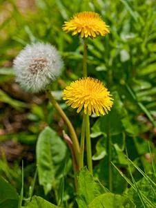 dandelion-growth-love-heart-yoga
