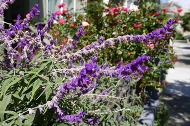 essential oils blog post sena