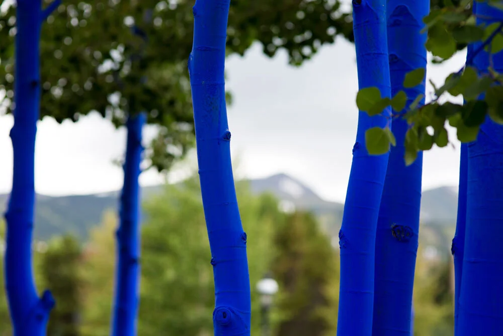 Blue-Trees.jpg