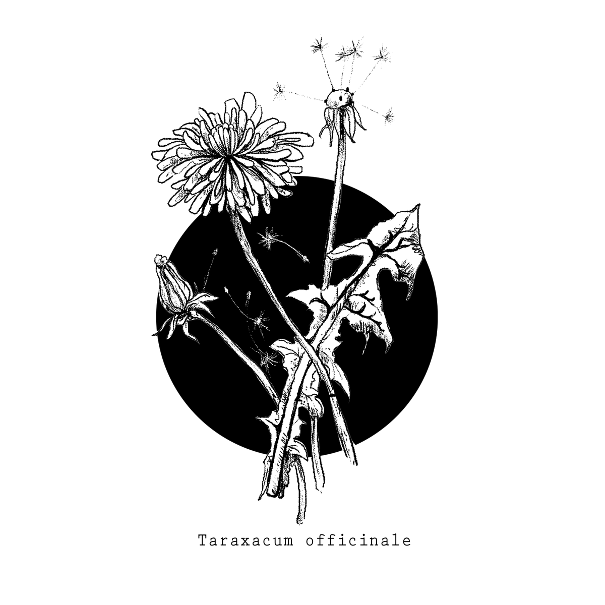 Dandelion.png