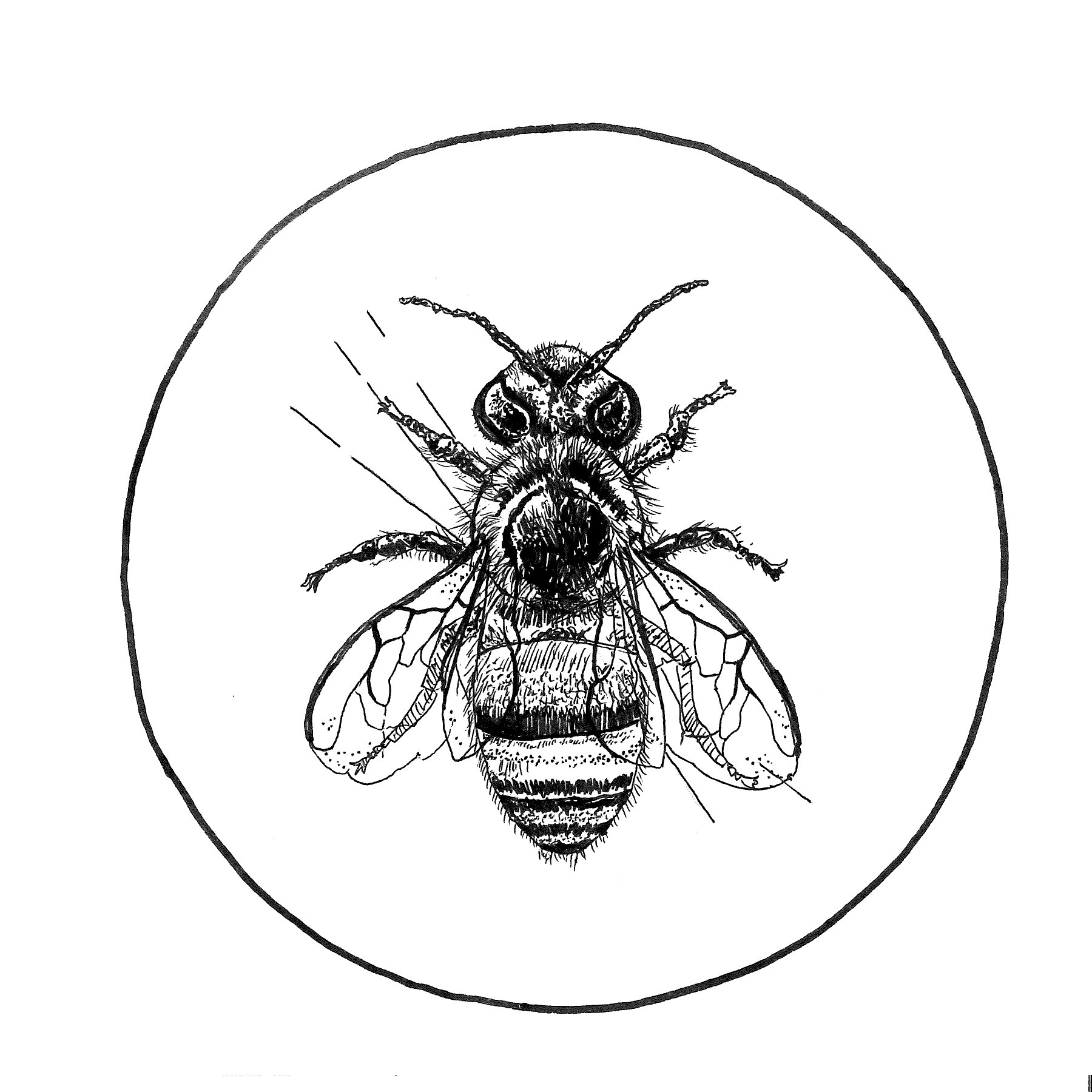 T6-(6x6)Fly.png