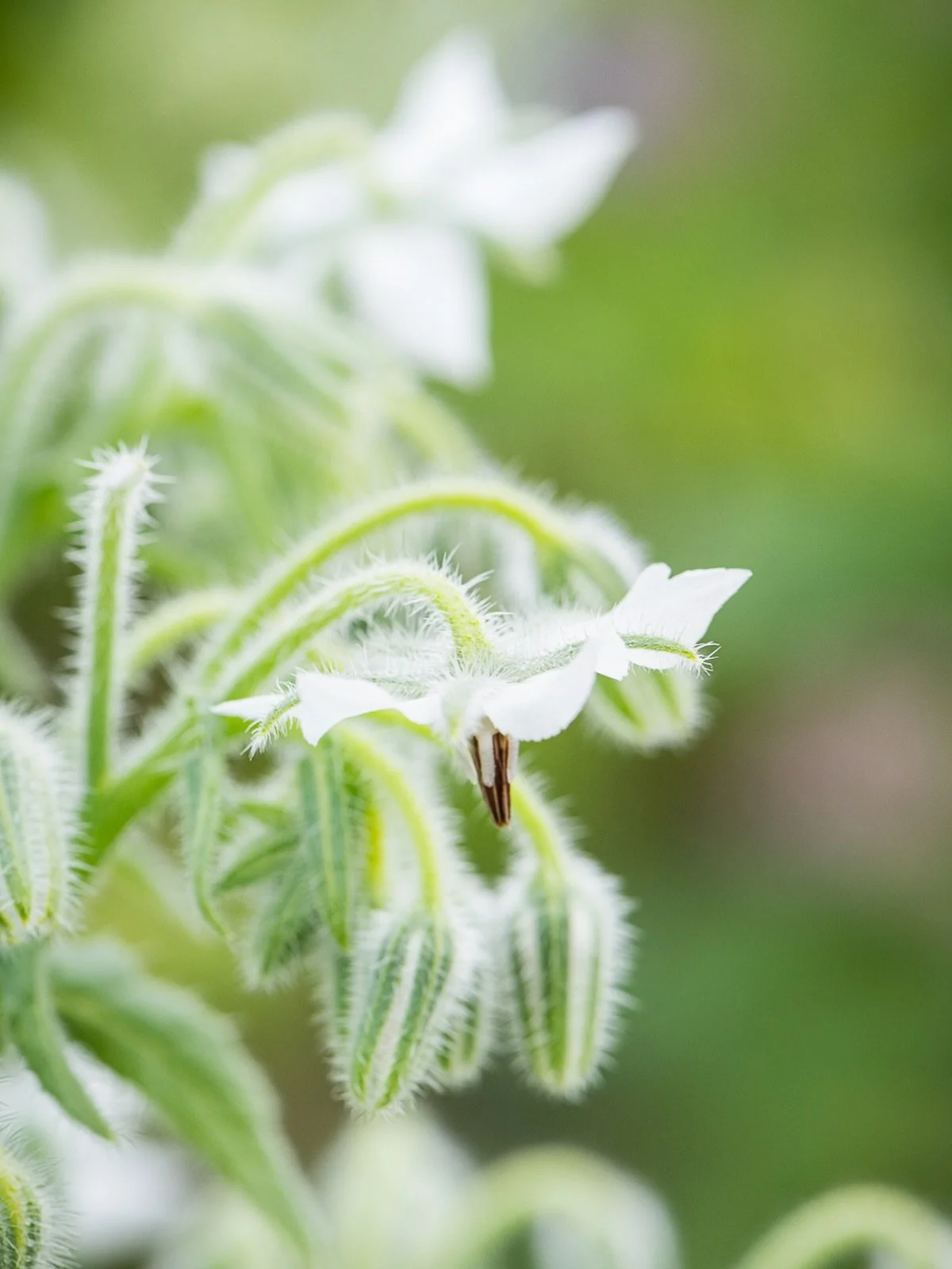 Gorgeous, and rare, white borage flower growing at the @greenandgoldgarden. 

#whiteborage #borageflowers #mushroomsandthyme #yeg #flowersofinstagram