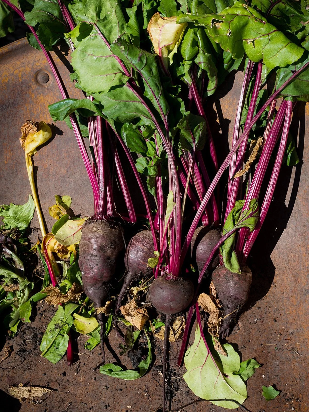 Gorgeous beets from the @greenandgoldgarden. Love August veggies season. 

#beets #mushroomsandthyme #veggies #foodphoto #yegfoodphotographer