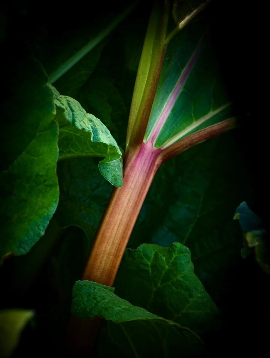 Rhubarb #mushroomsandthyme #stilllife #chasinglight