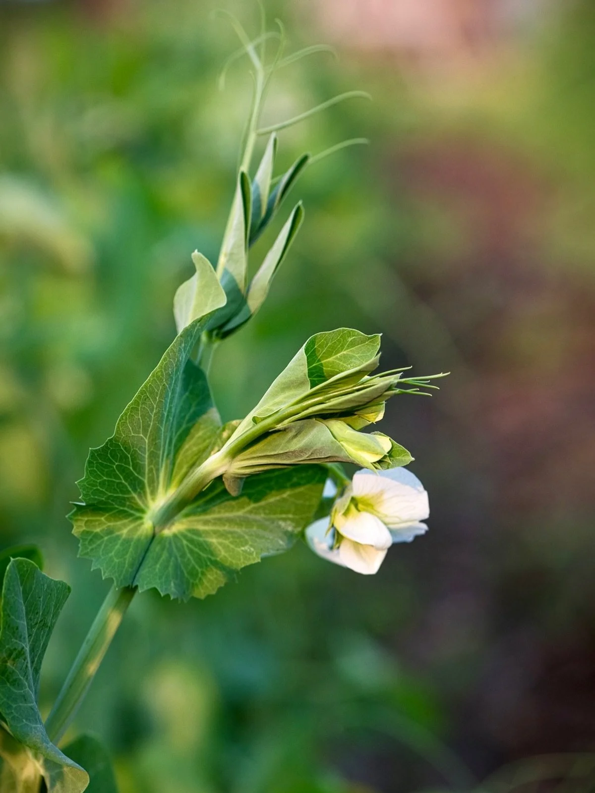 Pea flowers and tendrils ❤️

#mushroomsandthyme #westcoastseeds #gardenlife #peashoots🌱