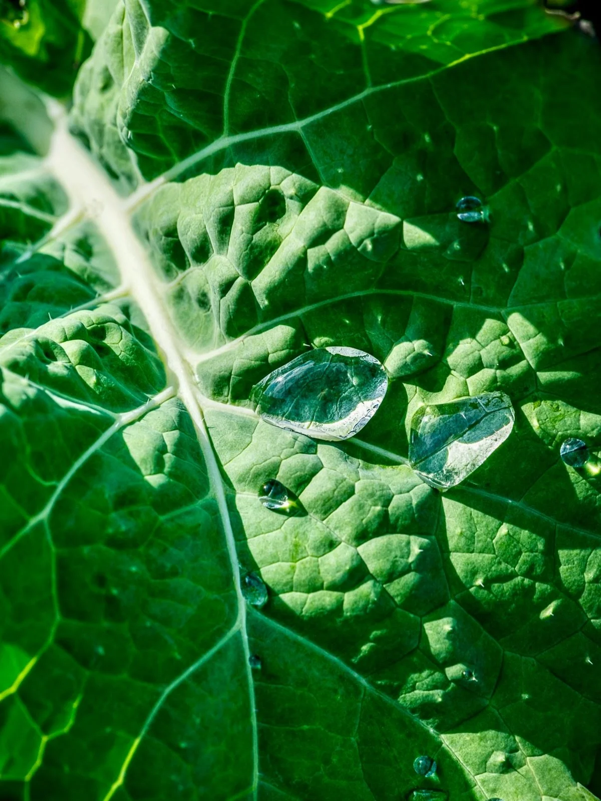 Kale and water droplets. 

#mushroomsandthyme #kale #veggies #stilllife #gardenphotography