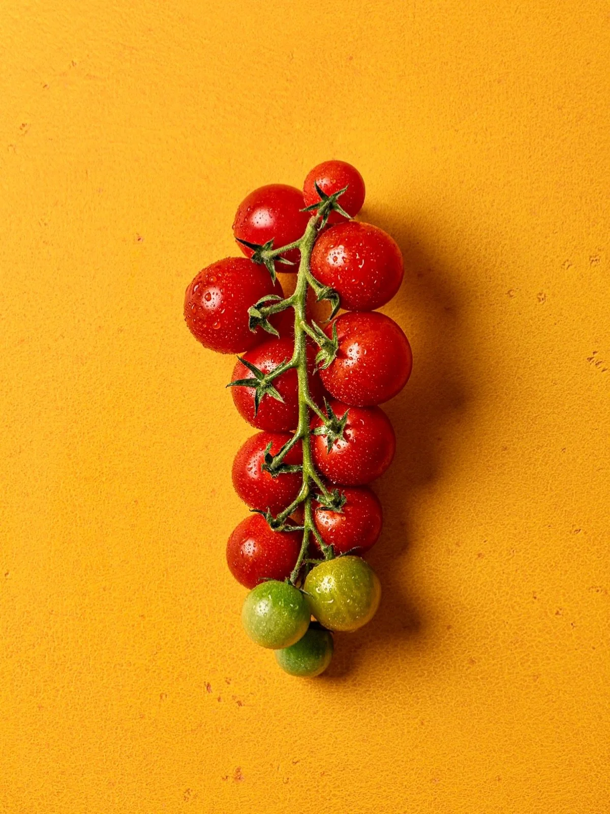 Continuing on the tomato portrait train, here are the Sakura organic cherry tomatoes I grew this year from @westcoastseeds.  They definitely measured up to their description of being an early producer. This bunch was ready mid-July (I&rsquo;m in zone