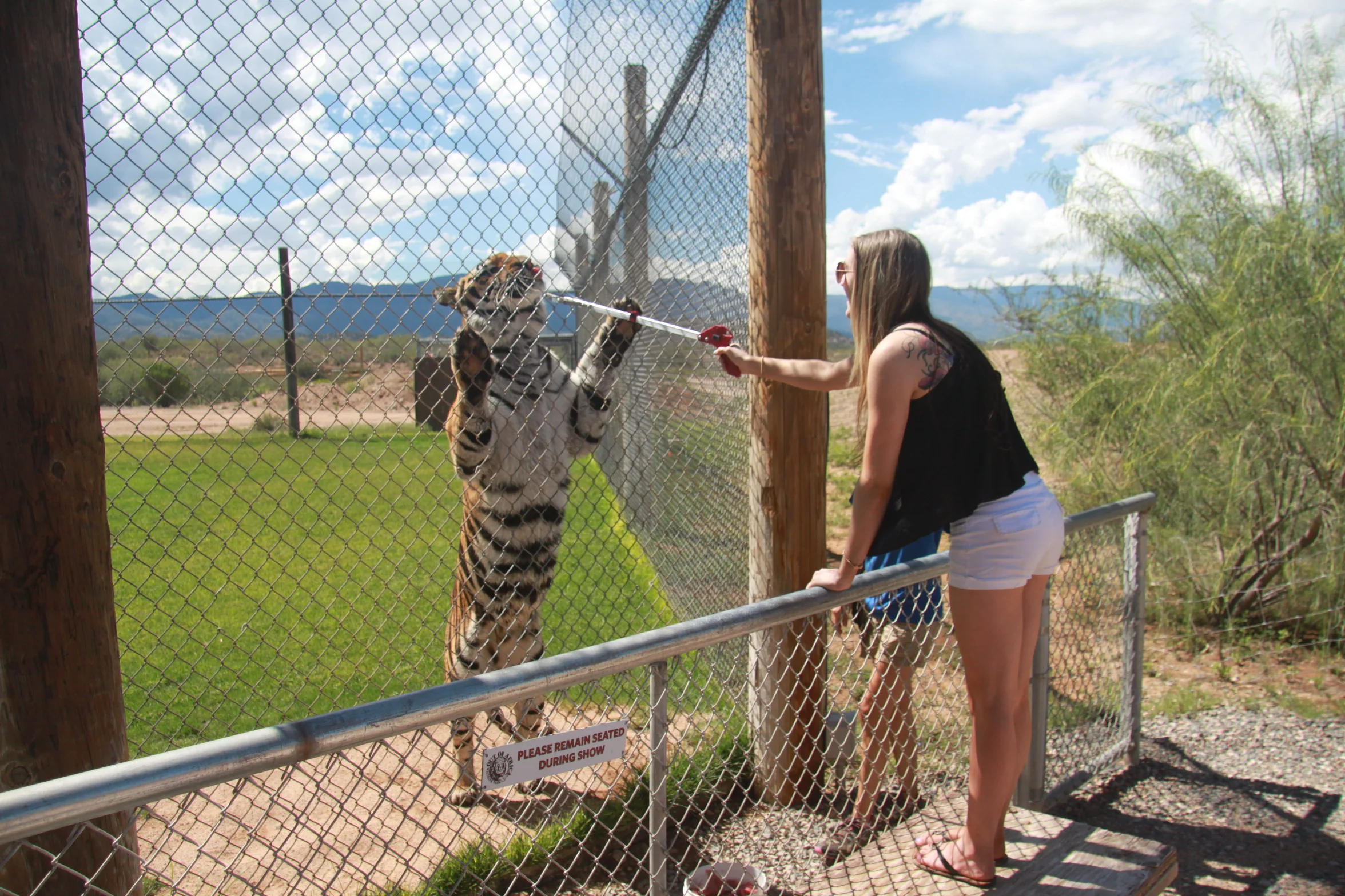 Caitlin Feeds a Tiger 5.JPG