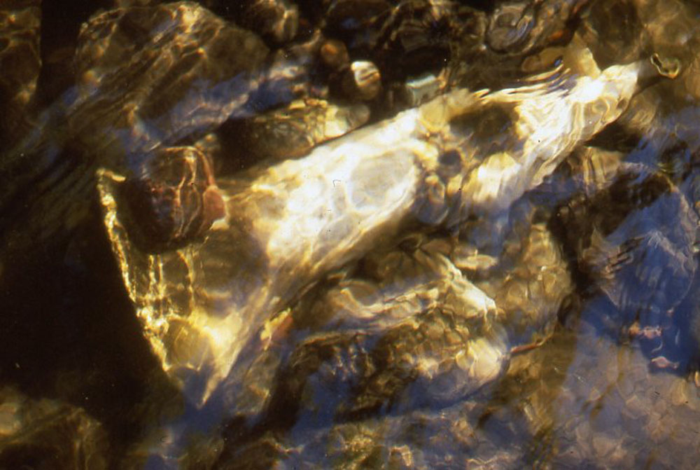    River Collectors:   detail of one of the forms just before removal November, 1999 