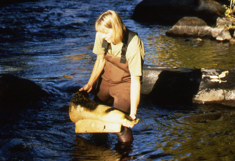    River Collectors:   Pam Peck removing one of the forms during de-installation, November, 1999 
