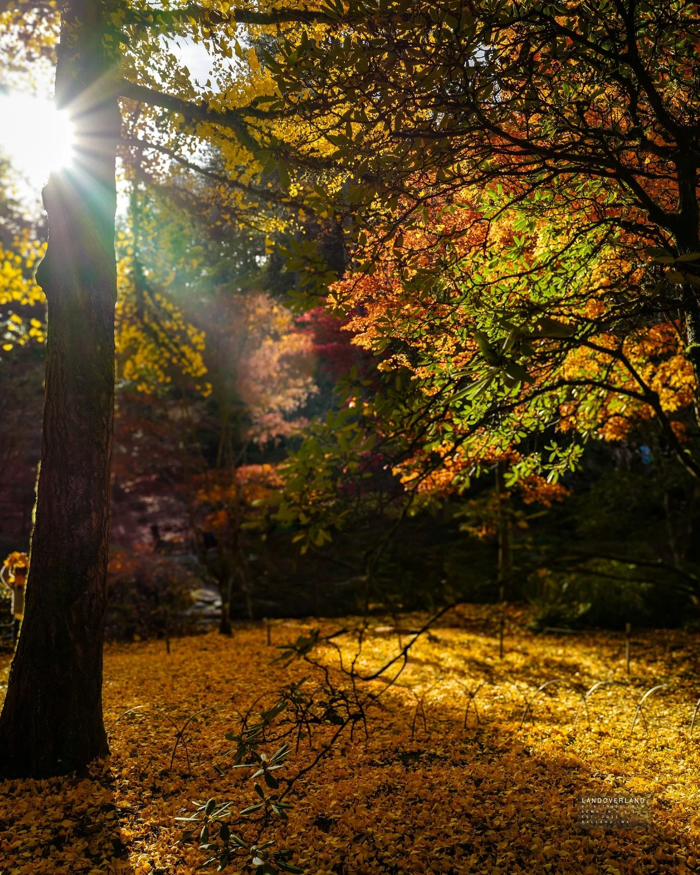 Fall in Seattle carries a quiet kind of honor.
The Olmsted Brothers never wore uniforms, but their service runs deep, shaping parks like the Arboretum into living spaces that restore the spirit. Gold leaves drift down those same paths today, just as 