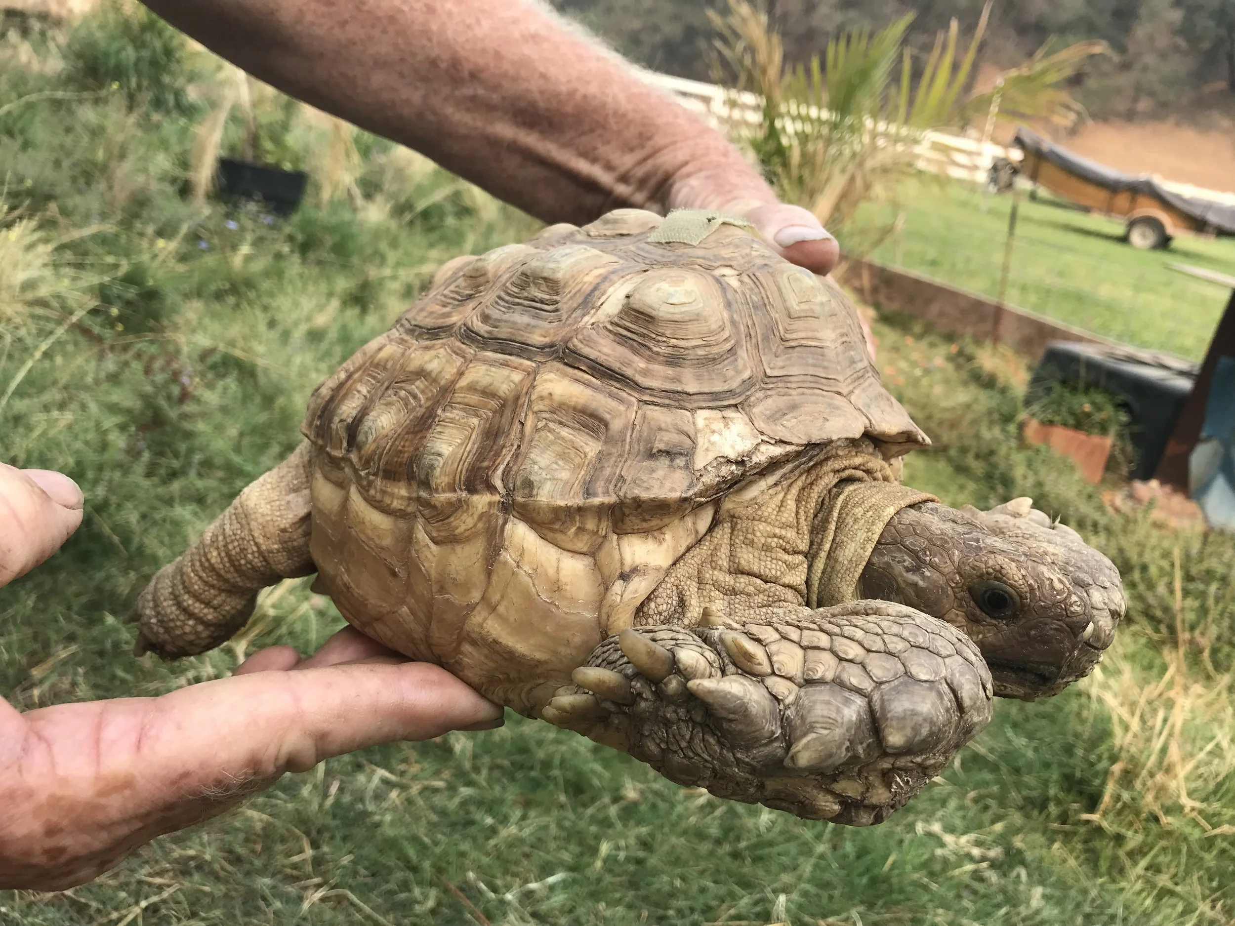 Why We Don't Sell Large Tortoises at Our Reptile Store