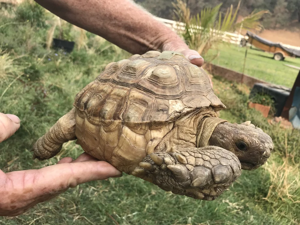 Why We Don’t Sell Large Tortoises at Our Reptile Store — Redding