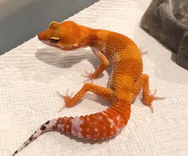 These leopard geckos are 🔥