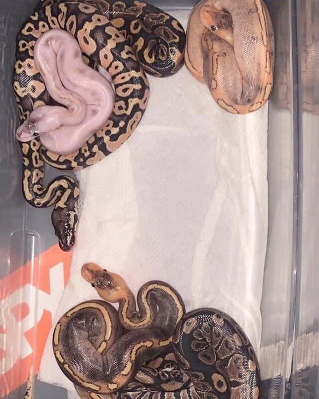 Baby ball pythons available soon. They&rsquo;re going fast! Call ahead if you want dibs.