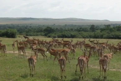 Ah, the Masai Mara!