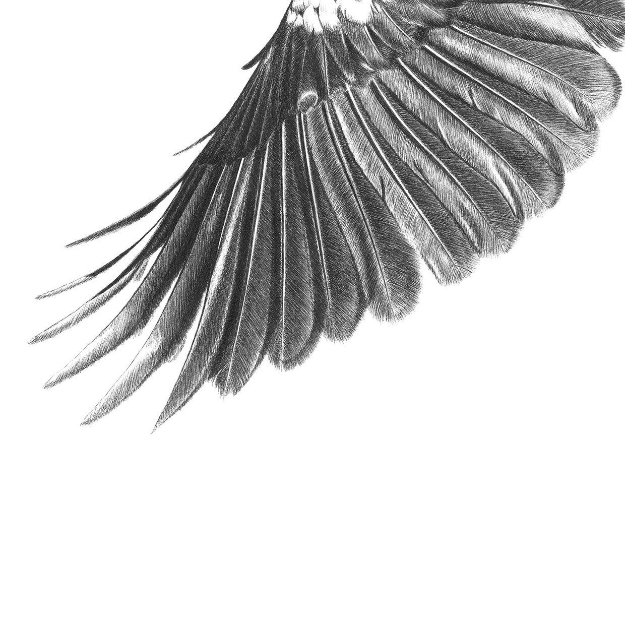 Tui Artwork Flying free close up bottom wing.jpg